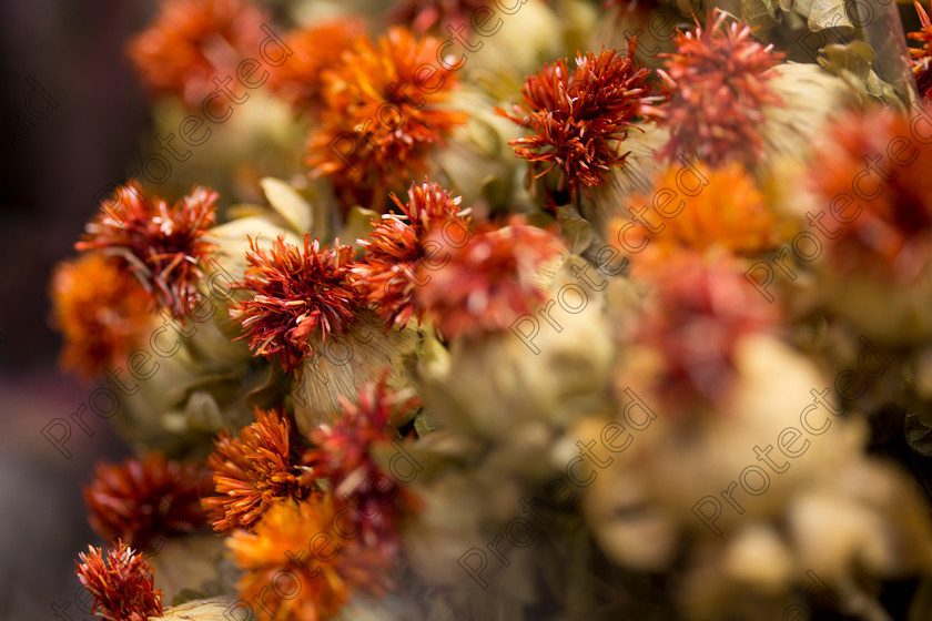 Dried-flowers-008 
 Dried flowers 
 Keywords: Flower, Close-Up, Red, Orange, Outdoors, Bundle, Brown, Field, Macro, Flora, Stem, Seed, Group of Objects, Blurred Motion, Herb, Bunch, Cut Flowers, Backgrounds, Nature, Dry, Rustic, Decoration, Dried Flower, Pink