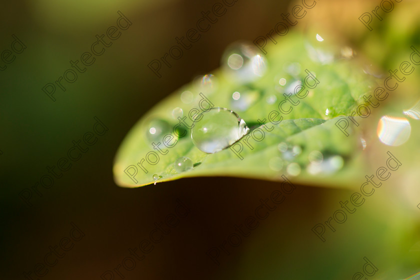 Droplets-005 
 Droplets 
 Keywords: leaf, water, macro, drops, green, dew, nature, drop, spring, droplet, background, fresh, rain, plant, liquid, droplets, environment, freshness, wet, grass, summer, bright, growth, raindrop, closeup