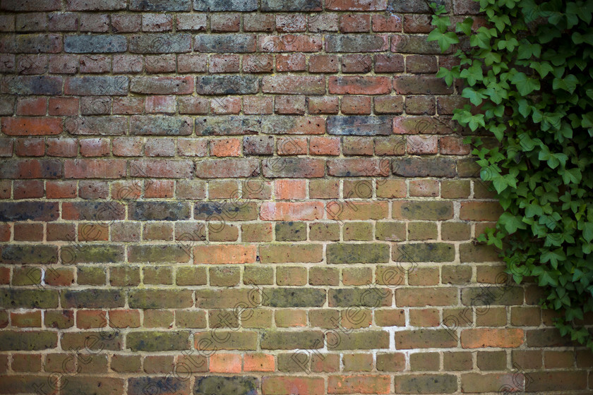 Brick-wall-with-ivy-001