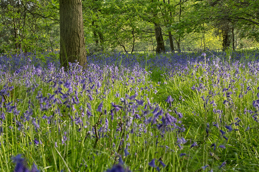 Bluebells005 
 Bluebell woods 
 Keywords: background, beautiful, beauty, bells, blue, bluebell, carpet, countryside, england, floral, flower, forest, green, idyllic, landscape, nature, outdoors, picturesque, rural, scene, scenery, scenic, spring, springtime, tree, uk, wild, wilderness, wildflowers, wood, woodland
