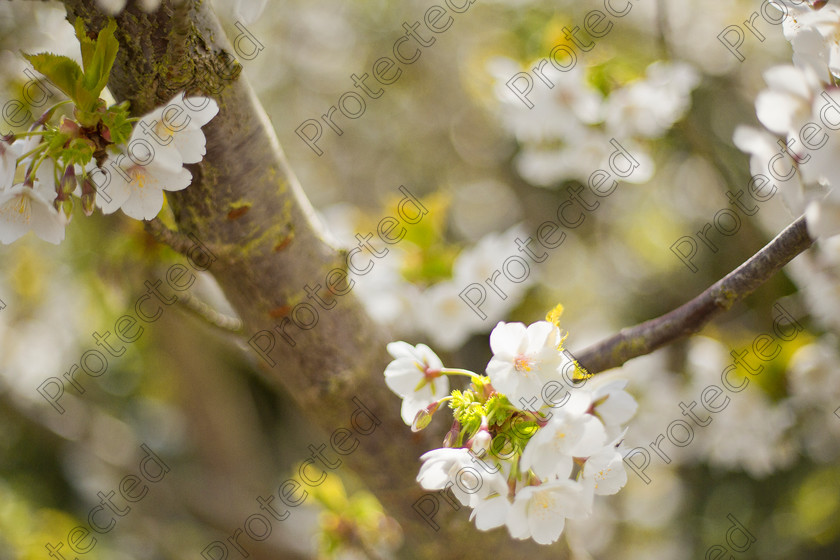 Blossom-002 
 Cherry blossom 
 Keywords: april, background, beautiful, beauty, blank, bloom, blooming, blossom, blossoming, blossoms, blue, botany, branch, bright, bud, cherry, close, closeup, color, colorful, copy, detail, flora, floral, flowers, fresh, freshness, garden, growth, leaf, macro, natural, nature, new, oriental, outdoor, park, plant, season, seasonal, sky, soft, space, spring, summer, tenderness, tree, up, white, young, zen