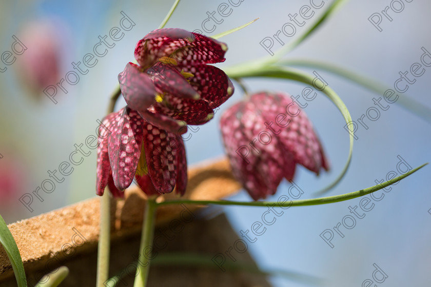 Snakes-head-lilly-003