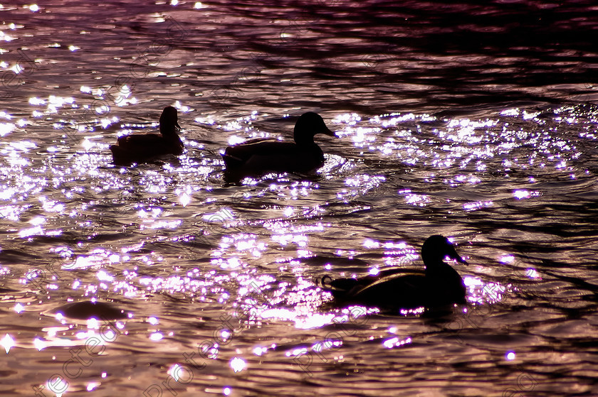 ducks 
 Ducks silhouettes on river 
 Keywords: beautiful, country, dark, darkness, ducks, dusk, evening, lake, landscape, monochromatic, monochrome, nature, night, peaceful, quiet, reflection, romantic, scene, season, seasonal, silhouette, travel, water
